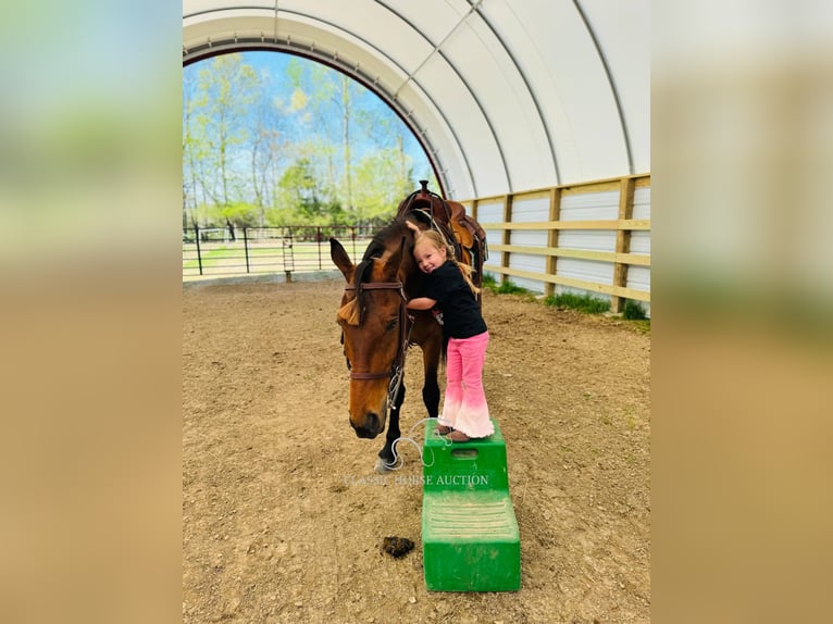 Tennessee Walking Horse Wallach 11 Jahre 152 cm in Breeding, KY