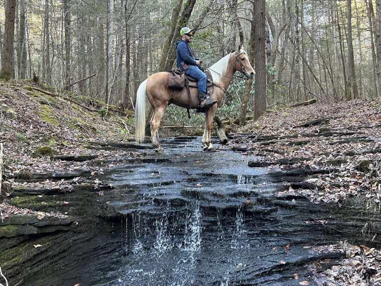Tennessee Walking Horse Wallach 11 Jahre 152 cm Palomino in Whitley City KY