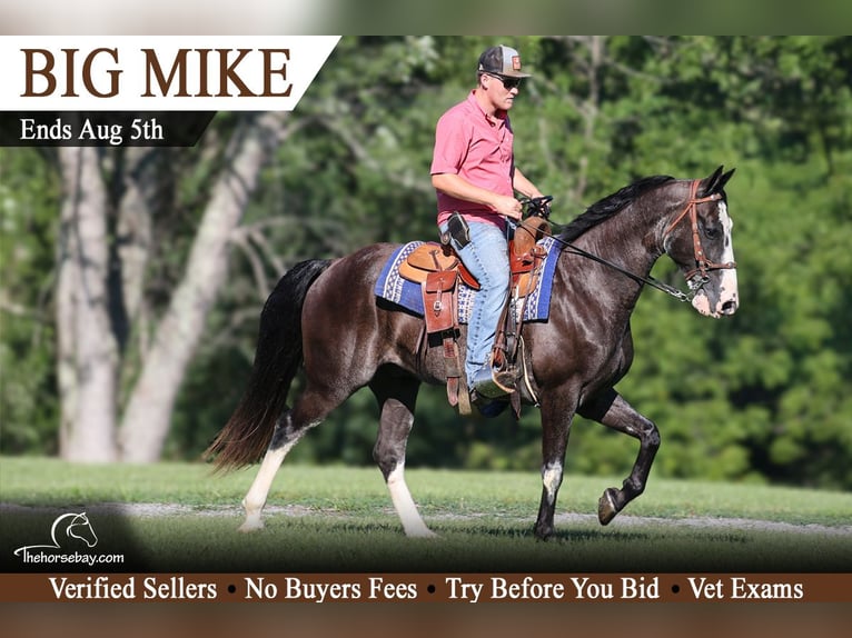 Tennessee Walking Horse Wallach 11 Jahre 155 cm Schwarzbrauner in Parkers Lake, KY