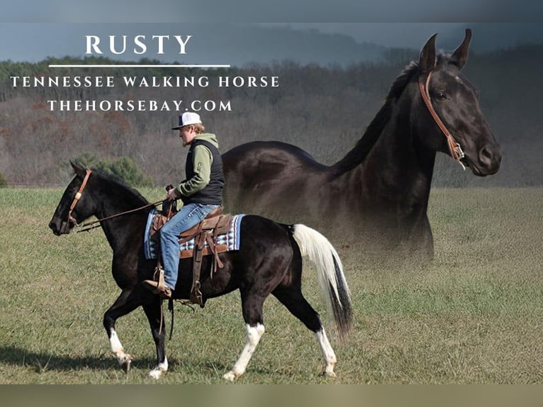 Tennessee Walking Horse Wallach 11 Jahre 155 cm Tobiano-alle-Farben in Parkers Lake, KY