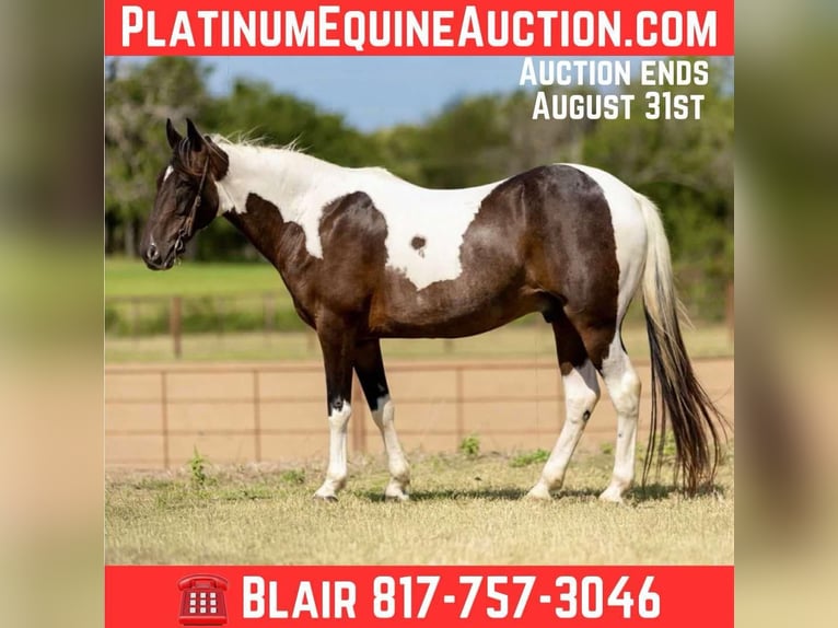 Tennessee Walking Horse Wallach 11 Jahre 157 cm Tobiano-alle-Farben in Weatherford TX