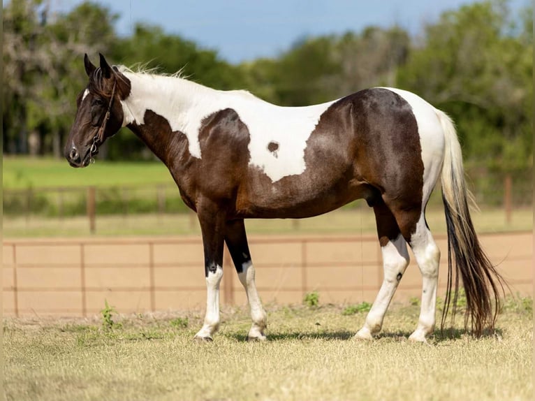 Tennessee Walking Horse Wallach 11 Jahre 157 cm Tobiano-alle-Farben in Weatherford TX