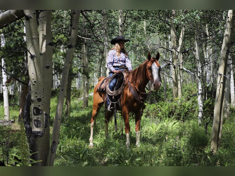 Tennessee Walking Horse Wallach 11 Jahre 163 cm Dunkelfuchs in Nunn Co