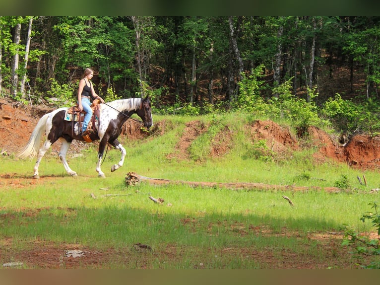Tennessee Walking Horse Wallach 11 Jahre 165 cm Tobiano-alle-Farben in Rusk TX