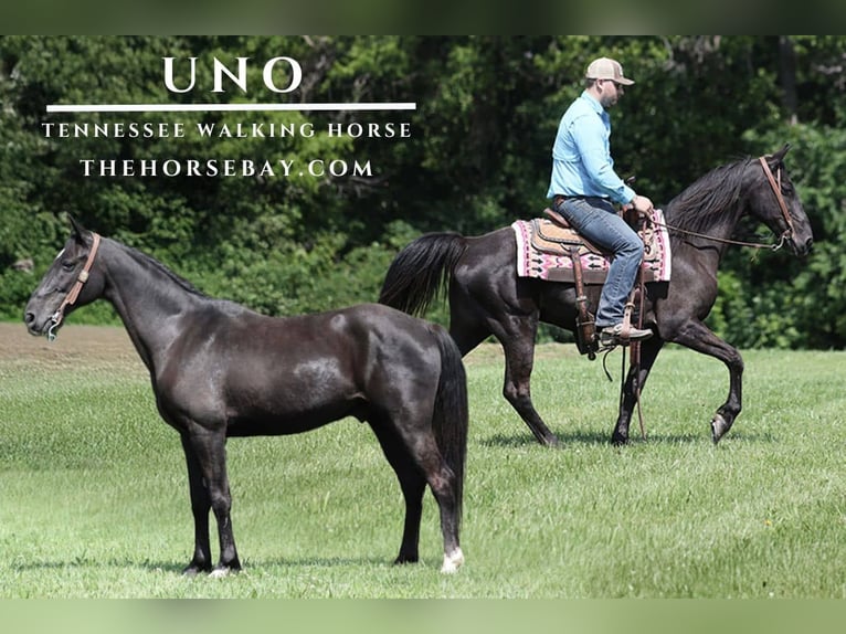 Tennessee Walking Horse Wallach 11 Jahre Rappe in Parkers Lake, KY