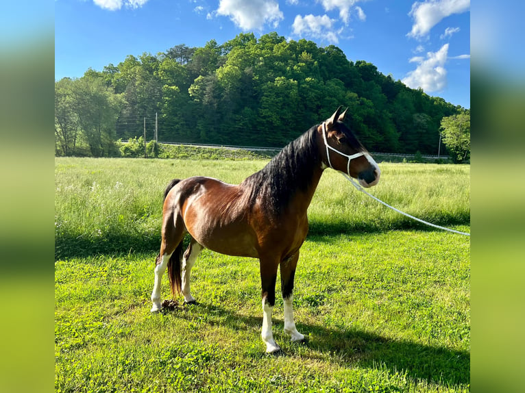 Tennessee Walking Horse Wallach 11 Jahre Roan-Bay in West Liberty KY