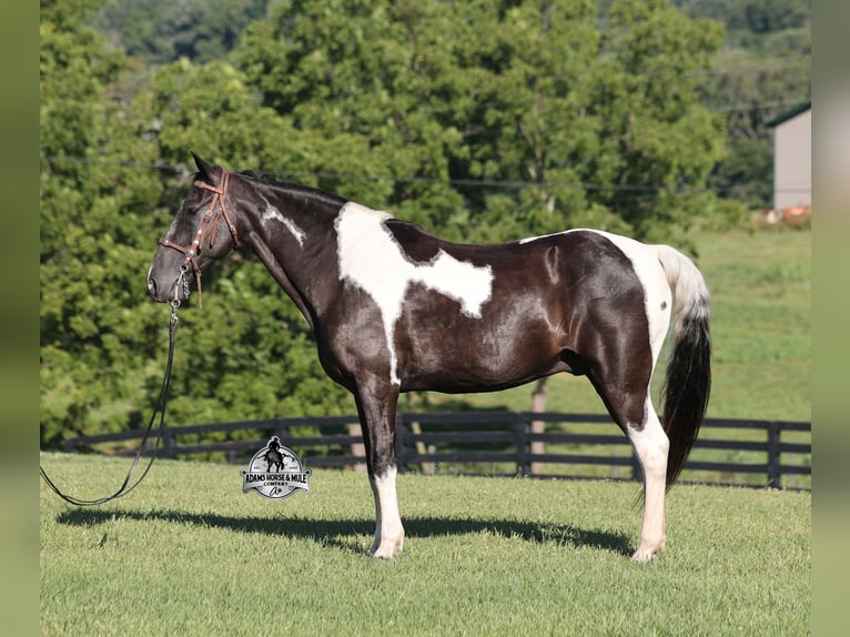Tennessee Walking Horse Wallach 12 Jahre 142 cm Tobiano-alle-Farben in Mount Vernon