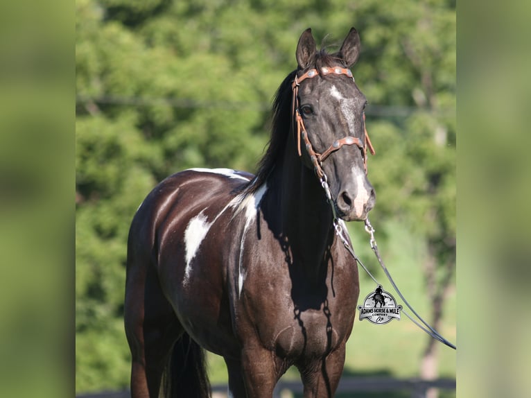 Tennessee Walking Horse Wallach 12 Jahre 142 cm Tobiano-alle-Farben in Mount Vernon