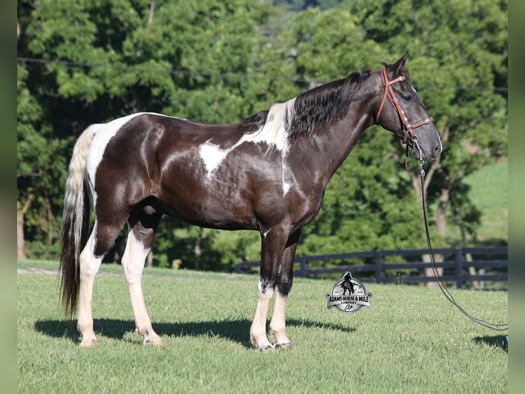 Tennessee Walking Horse Wallach 12 Jahre 142 cm Tobiano-alle-Farben in Mount Vernon