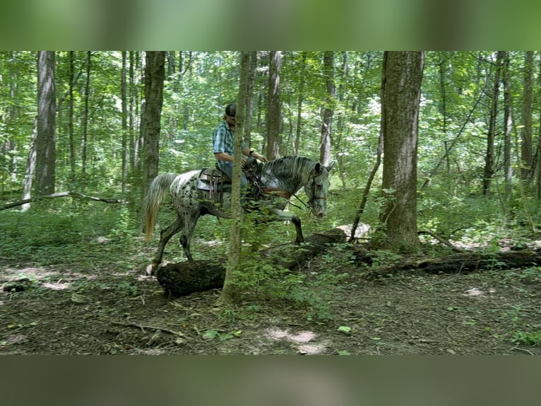 Tennessee Walking Horse Wallach 12 Jahre 145 cm Schimmel in Moscow OH