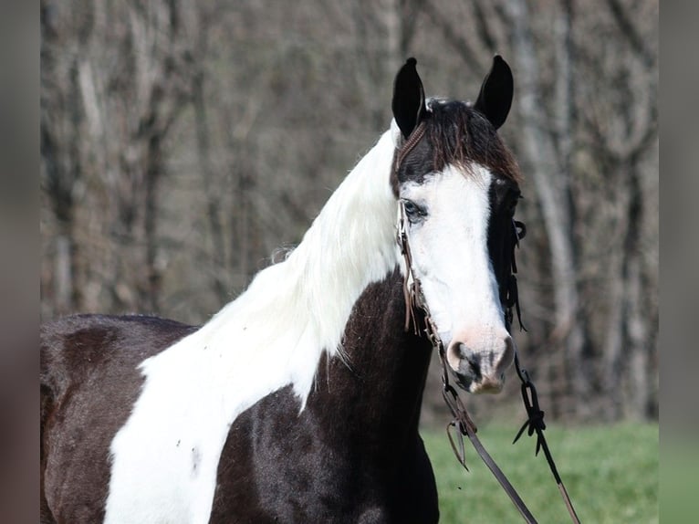 Tennessee Walking Horse Wallach 12 Jahre 145 cm Tobiano-alle-Farben in Parkers Lake KY