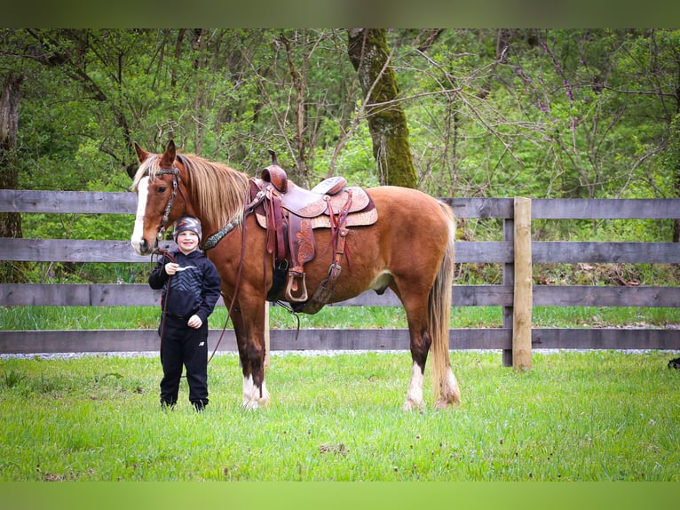 Tennessee Walking Horse Wallach 12 Jahre 152 cm Braunfalbschimmel in Flemingsburg Ky