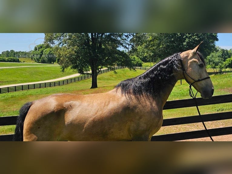 Tennessee Walking Horse Wallach 12 Jahre 152 cm Buckskin in Gillsville, ga