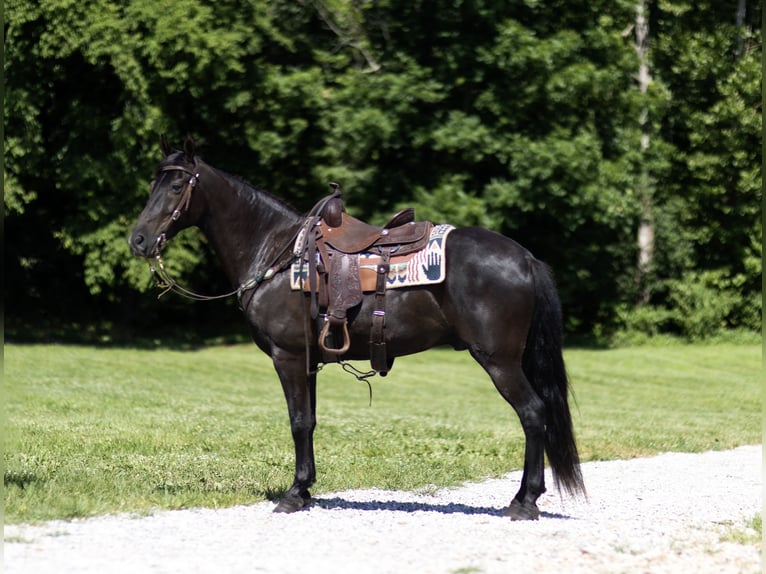 Tennessee Walking Horse Wallach 12 Jahre 152 cm Rappe in Marble Hill
