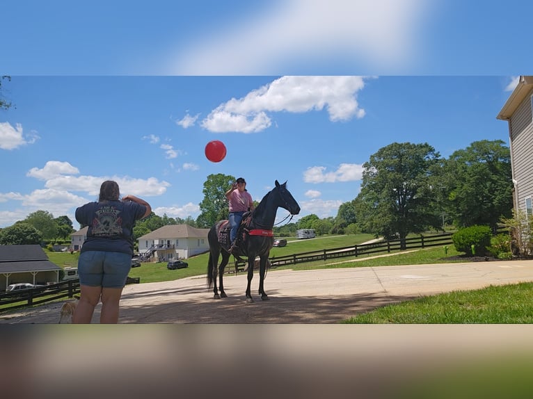 Tennessee Walking Horse Wallach 12 Jahre 152 cm Roan-Blue in Gillsville, GA