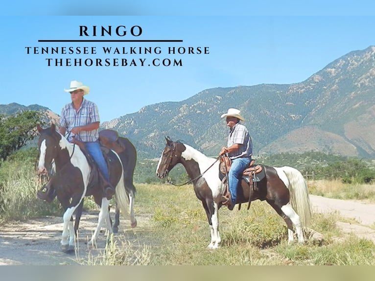 Tennessee Walking Horse Wallach 12 Jahre 152 cm Tobiano-alle-Farben in Calhan, CO