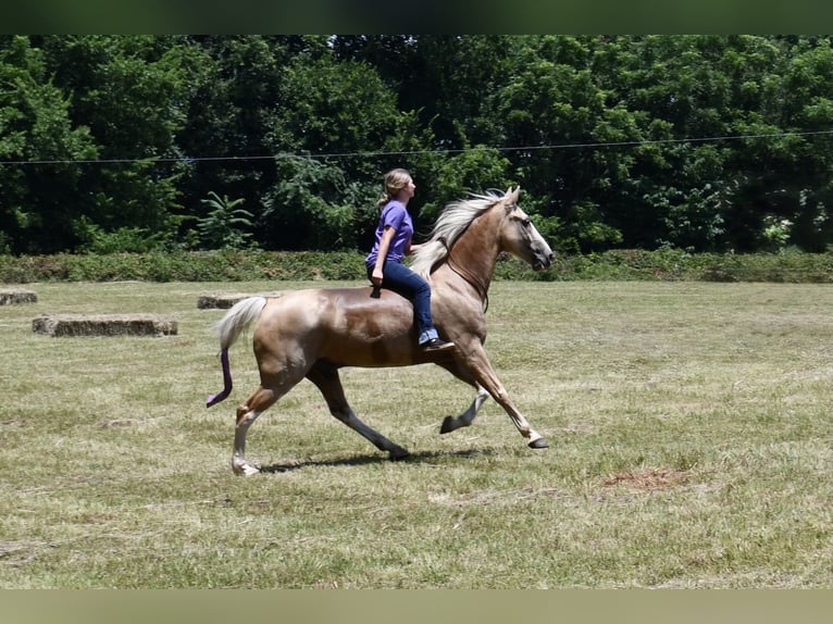 Tennessee Walking Horse Wallach 12 Jahre 155 cm Palomino in Sparta, TN