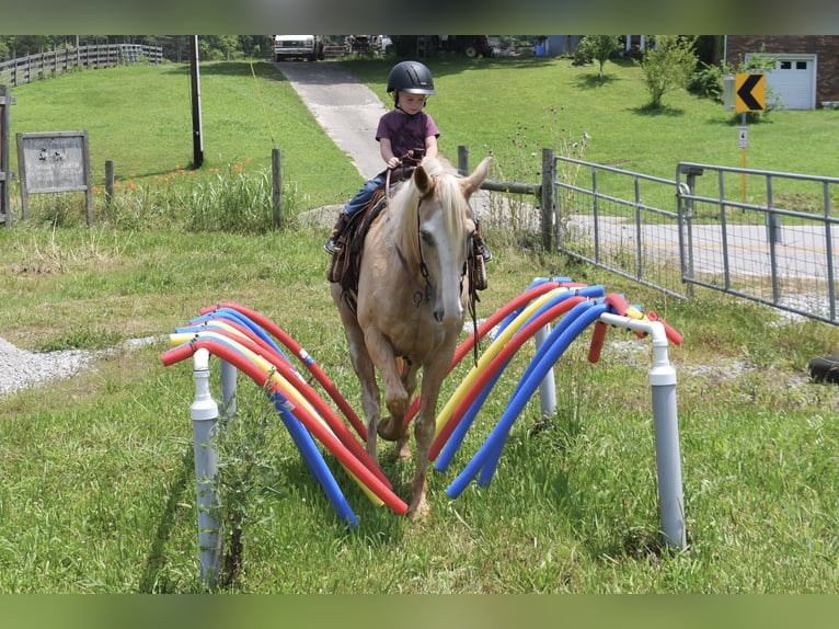 Tennessee Walking Horse Wallach 12 Jahre 155 cm Palomino in Sparta, TN