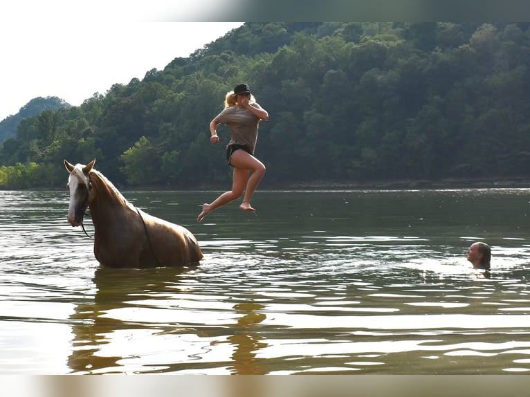 Tennessee Walking Horse Wallach 12 Jahre 155 cm Palomino in Sparta, TN