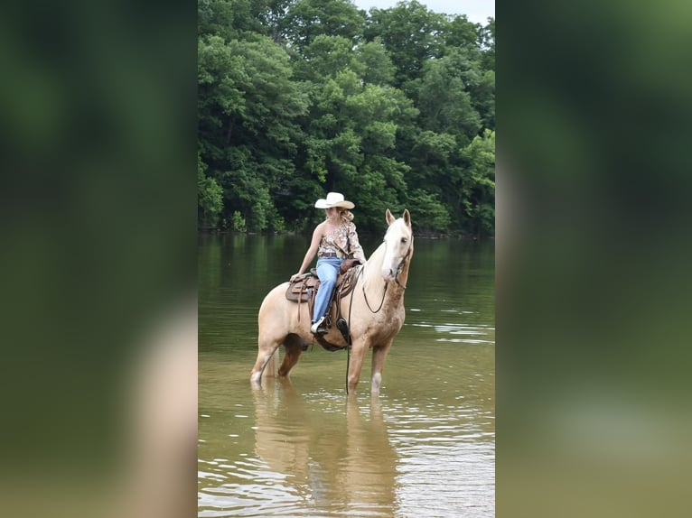 Tennessee Walking Horse Wallach 12 Jahre 155 cm Palomino in Sparta, TN
