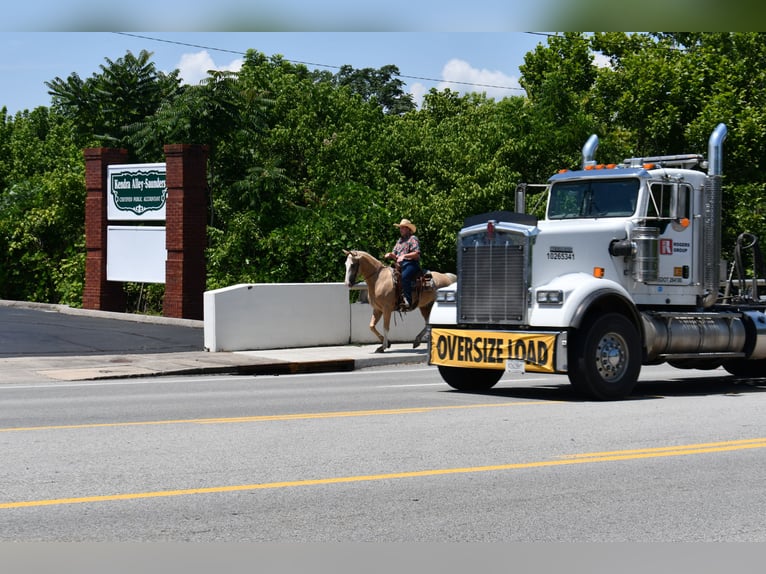 Tennessee Walking Horse Wallach 12 Jahre 155 cm Palomino in Sparta, TN