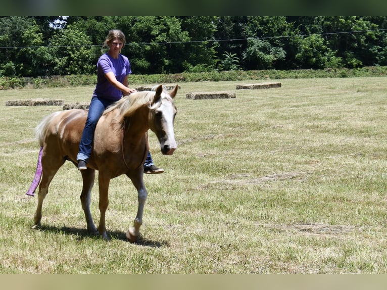 Tennessee Walking Horse Wallach 12 Jahre 155 cm Palomino in Sparta, TN