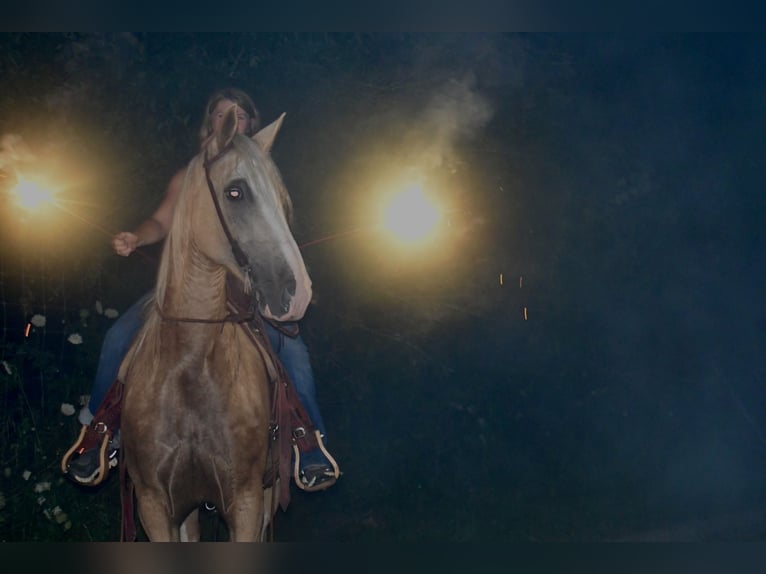 Tennessee Walking Horse Wallach 12 Jahre 155 cm Palomino in Sparta, TN