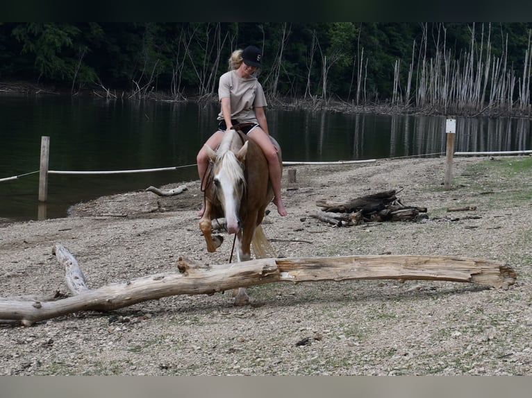 Tennessee Walking Horse Wallach 12 Jahre 155 cm Palomino in Sparta, TN