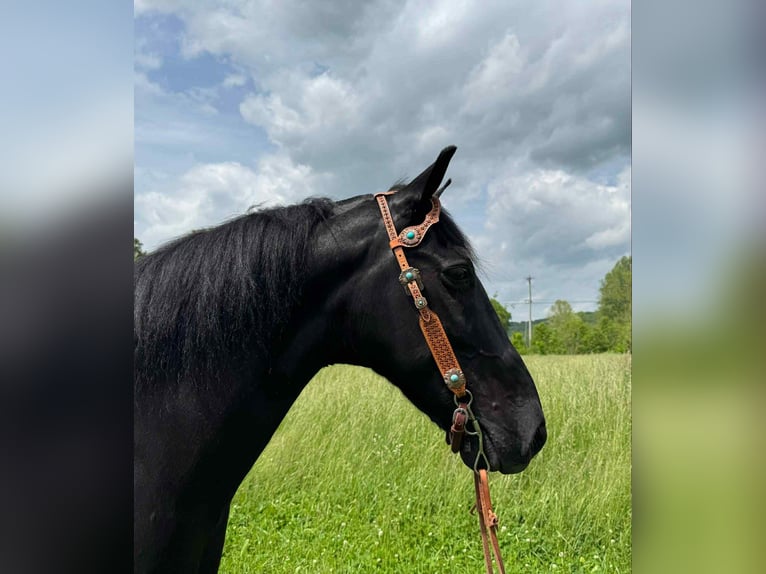 Tennessee Walking Horse Wallach 12 Jahre 155 cm Rappe in Moscow OH