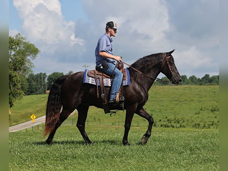 Tennessee Walking Horse Wallach 12 Jahre 155 cm Rappe in Parkers Lake KY