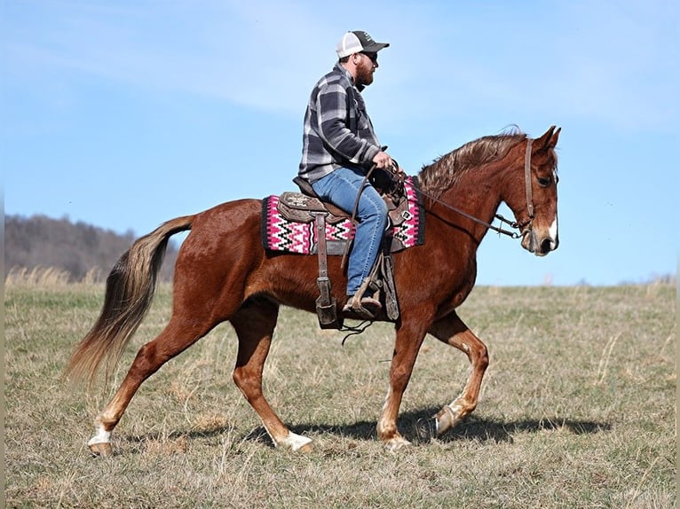 Tennessee Walking Horse Wallach 12 Jahre 155 cm Rotfuchs in Jamestown KY