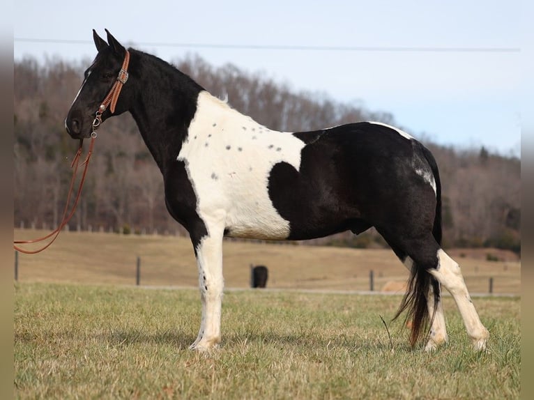 Tennessee Walking Horse Wallach 12 Jahre 155 cm Tobiano-alle-Farben in Whitley City Ky
