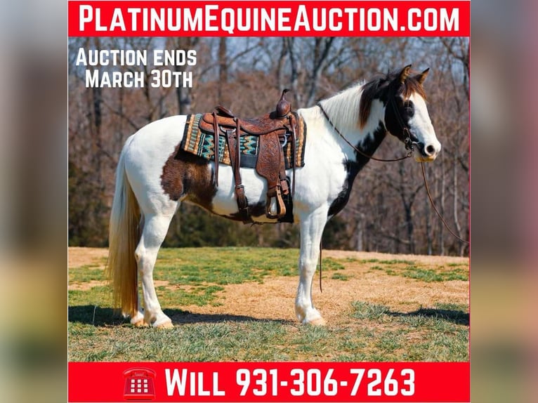 Tennessee Walking Horse Wallach 12 Jahre 157 cm Tobiano-alle-Farben in Hampshire TN