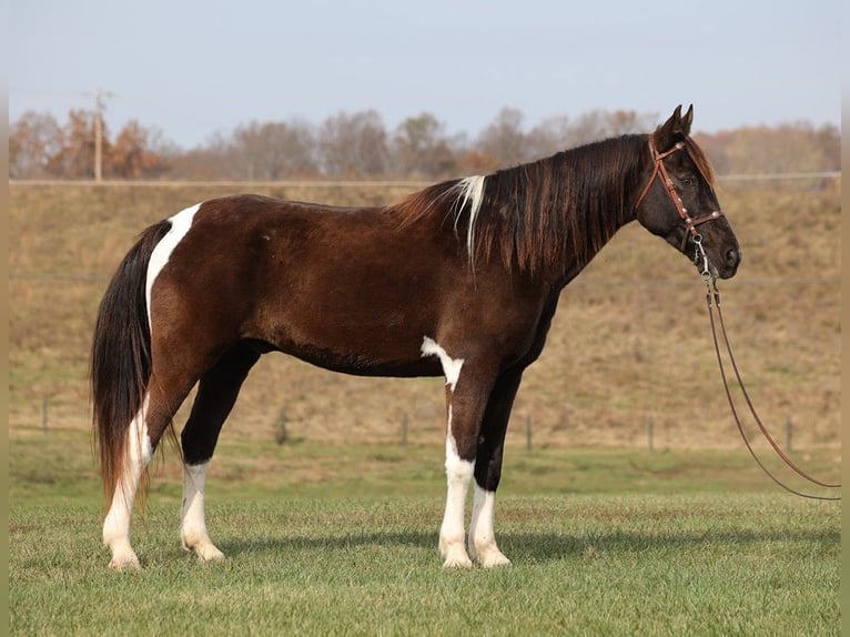 Tennessee Walking Horse Wallach 12 Jahre 157 cm Tobiano-alle-Farben in Jamestown KY