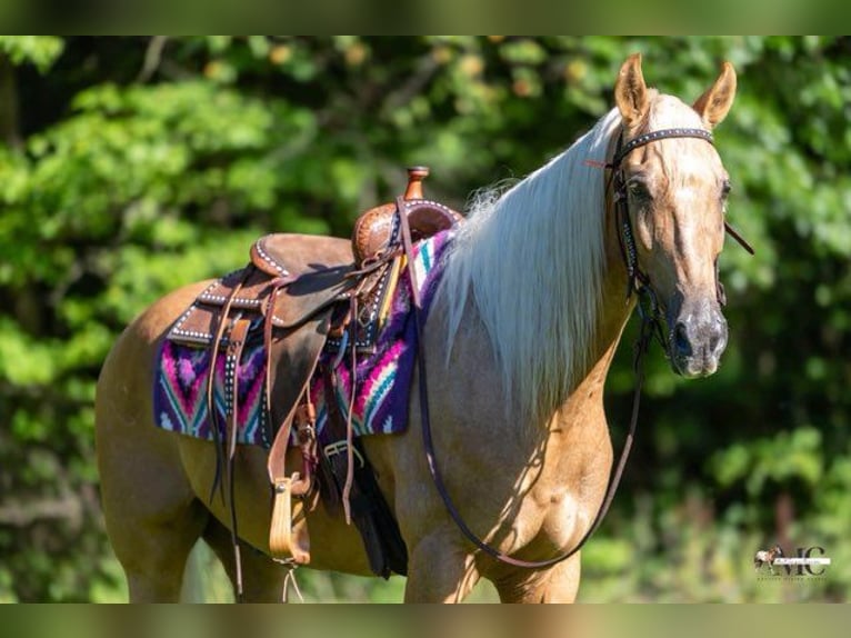 Tennessee Walking Horse Wallach 12 Jahre 160 cm Palomino in North Bloomfield