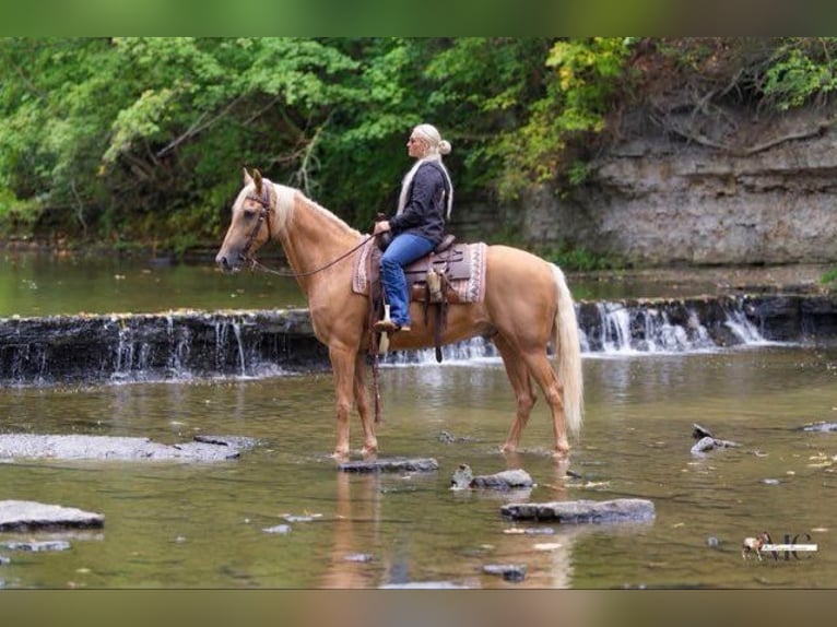 Tennessee Walking Horse Wallach 12 Jahre 160 cm Palomino in North Bloomfield