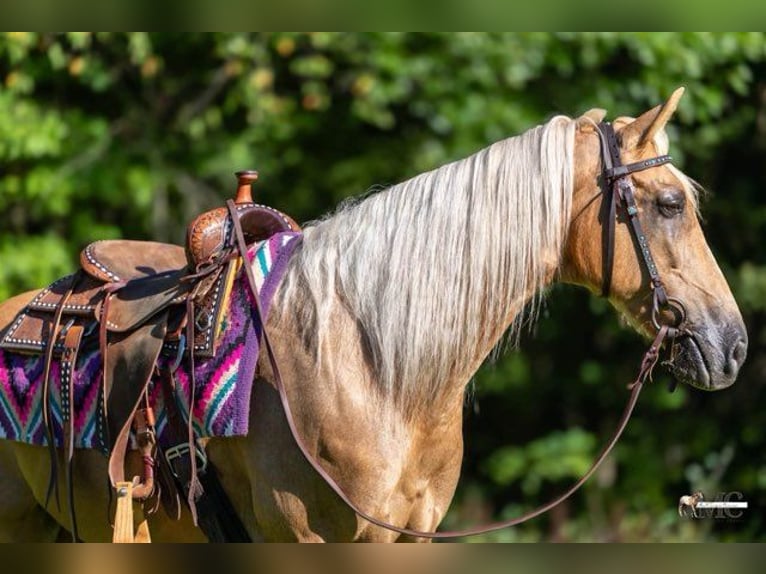 Tennessee Walking Horse Wallach 12 Jahre 160 cm Palomino in North Bloomfield