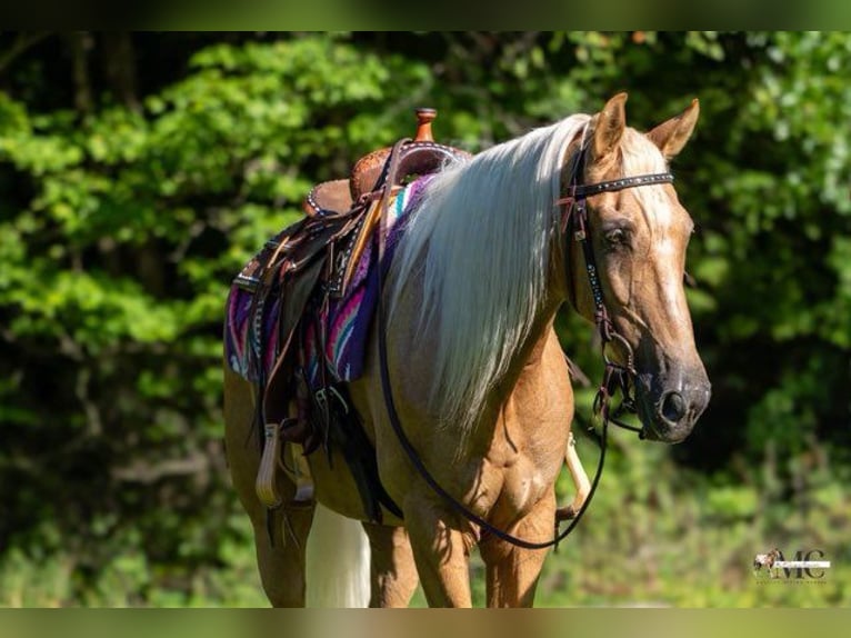 Tennessee Walking Horse Wallach 12 Jahre 160 cm Palomino in North Bloomfield