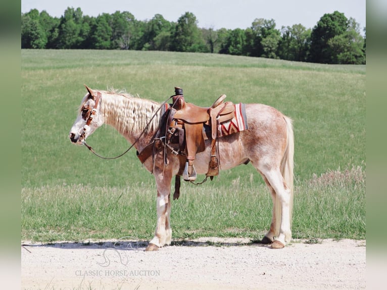 Tennessee Walking Horse Wallach 13 Jahre 132 cm in Gerald, MO