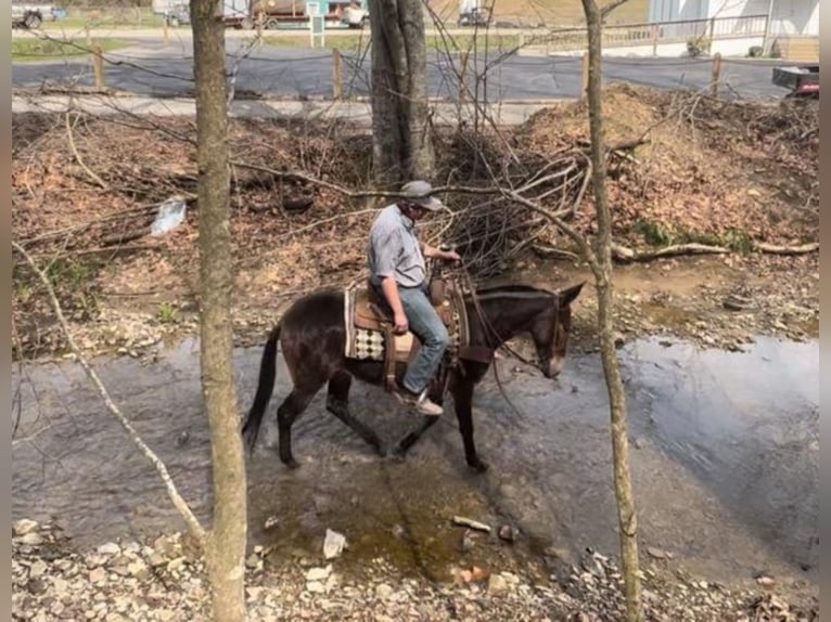 Tennessee Walking Horse Wallach 13 Jahre 145 cm Rotbrauner in Salyersville KY