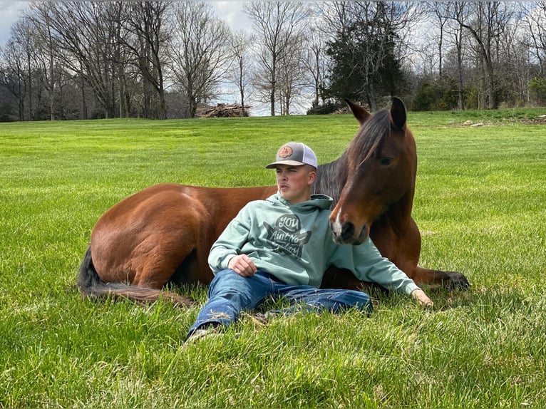 Tennessee Walking Horse Wallach 13 Jahre 147 cm Rotbrauner in Whitley City, KY