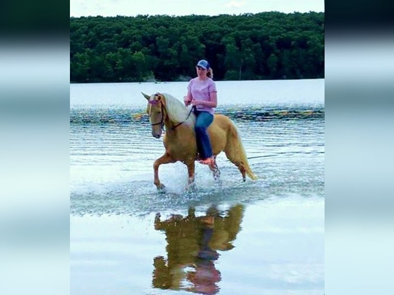 Tennessee Walking Horse Wallach 13 Jahre 152 cm Palomino in Ancram NY