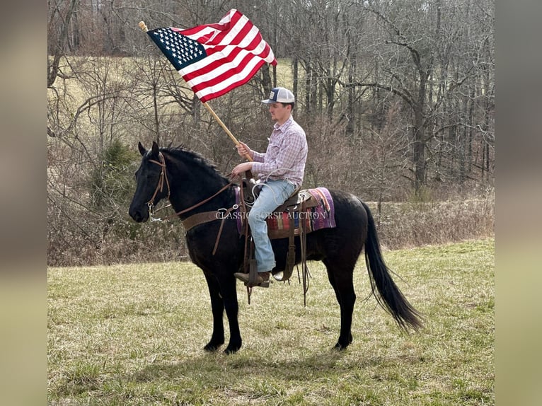 Tennessee Walking Horse Wallach 13 Jahre 152 cm Rappe in Tompkinsville, KY