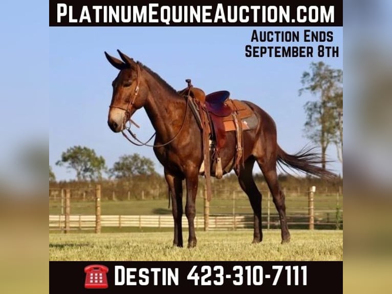 Tennessee Walking Horse Wallach 13 Jahre 152 cm Rotbrauner in Destin, FL