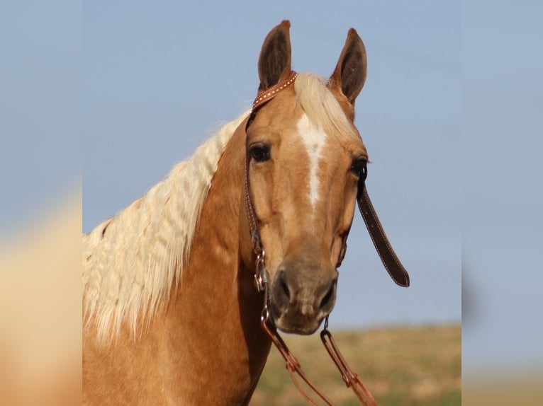 Tennessee Walking Horse Wallach 13 Jahre 155 cm Palomino in Whitley city Ky