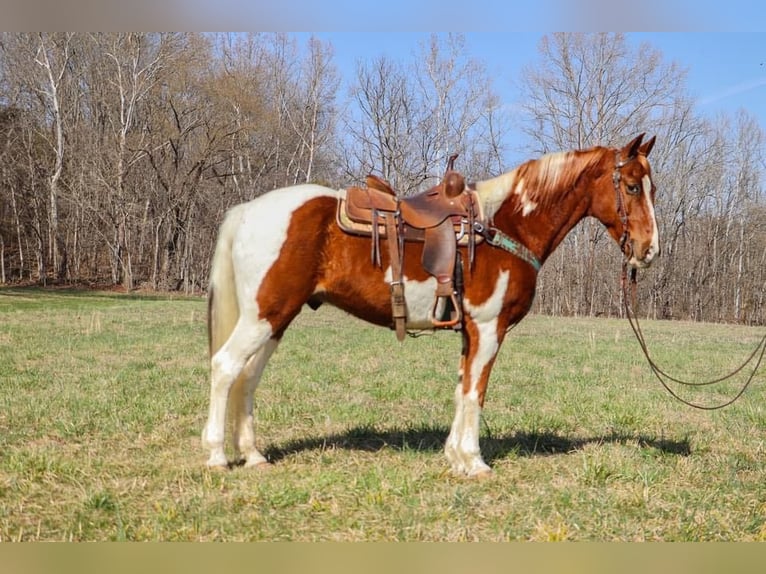 Tennessee Walking Horse Wallach 13 Jahre 155 cm Tobiano-alle-Farben in Hillsboro, KY