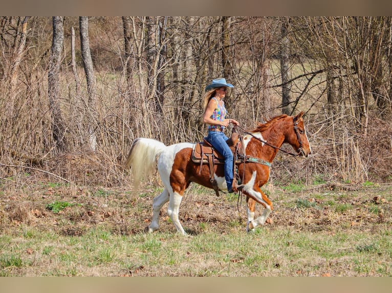Tennessee Walking Horse Wallach 13 Jahre 155 cm Tobiano-alle-Farben in Hillsboro, KY