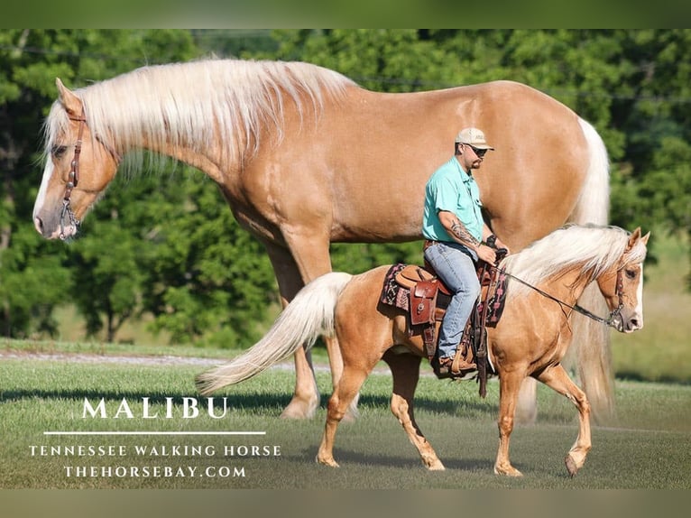 Tennessee Walking Horse Wallach 13 Jahre 157 cm Palomino in Parkers Lake, KY