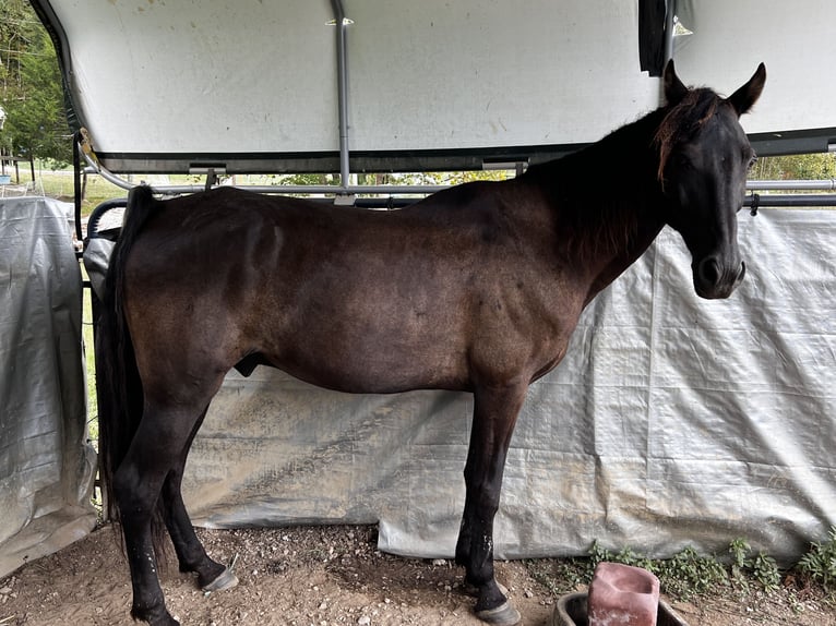 Tennessee Walking Horse Wallach 13 Jahre 157 cm Rappe in Tellico Plains