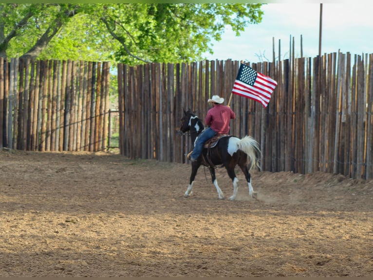 Tennessee Walking Horse Wallach 13 Jahre 160 cm Tobiano-alle-Farben in Stephenville TX